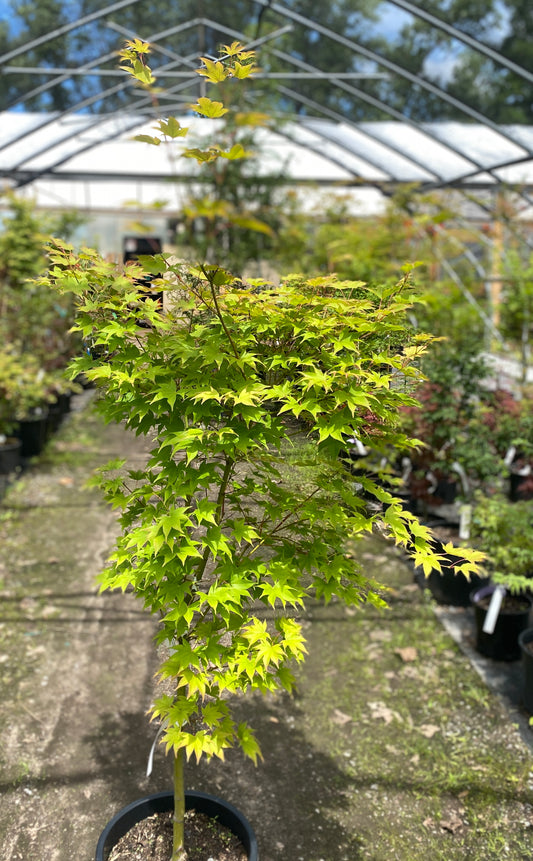 Acer palmatum 'Samidare'