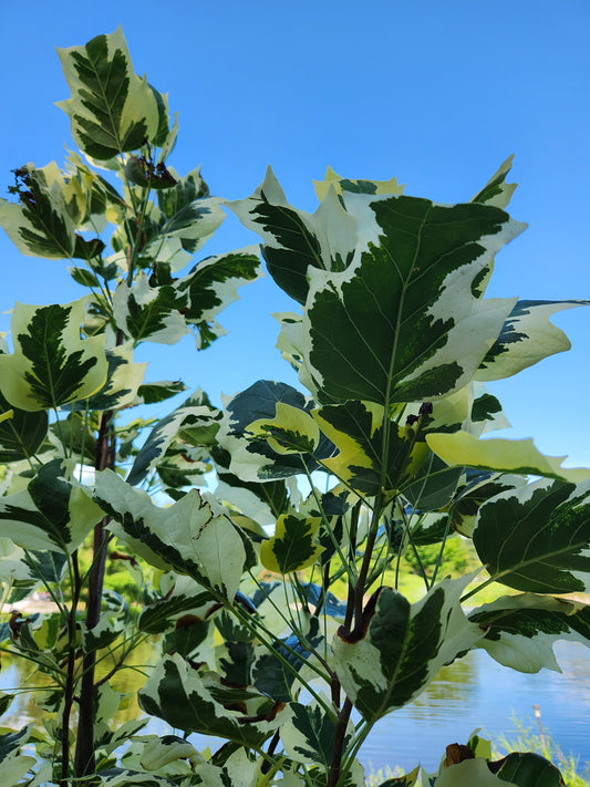 Liriodendron tulipifera 'Snowbird'