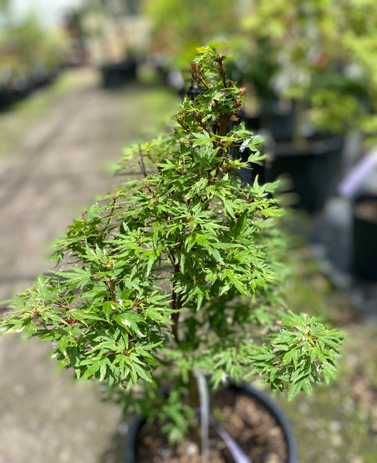Acer palmatum 'Ryugu'