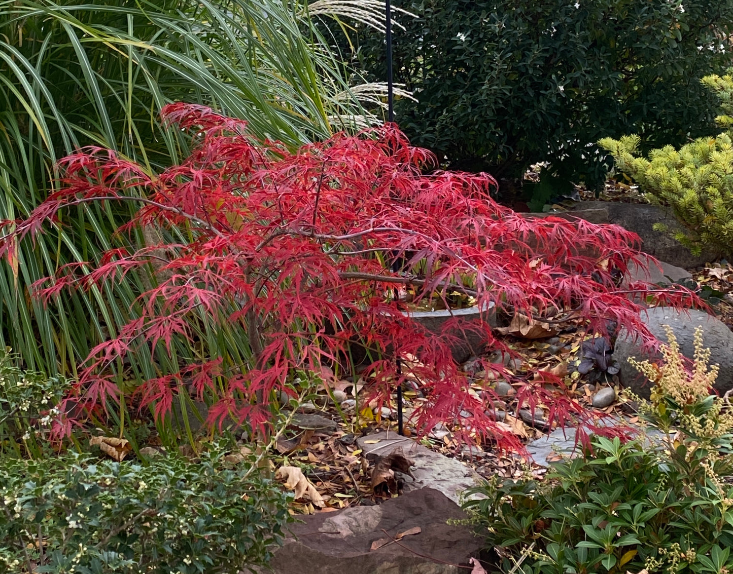 Acer palmatum 'Heartbeat'