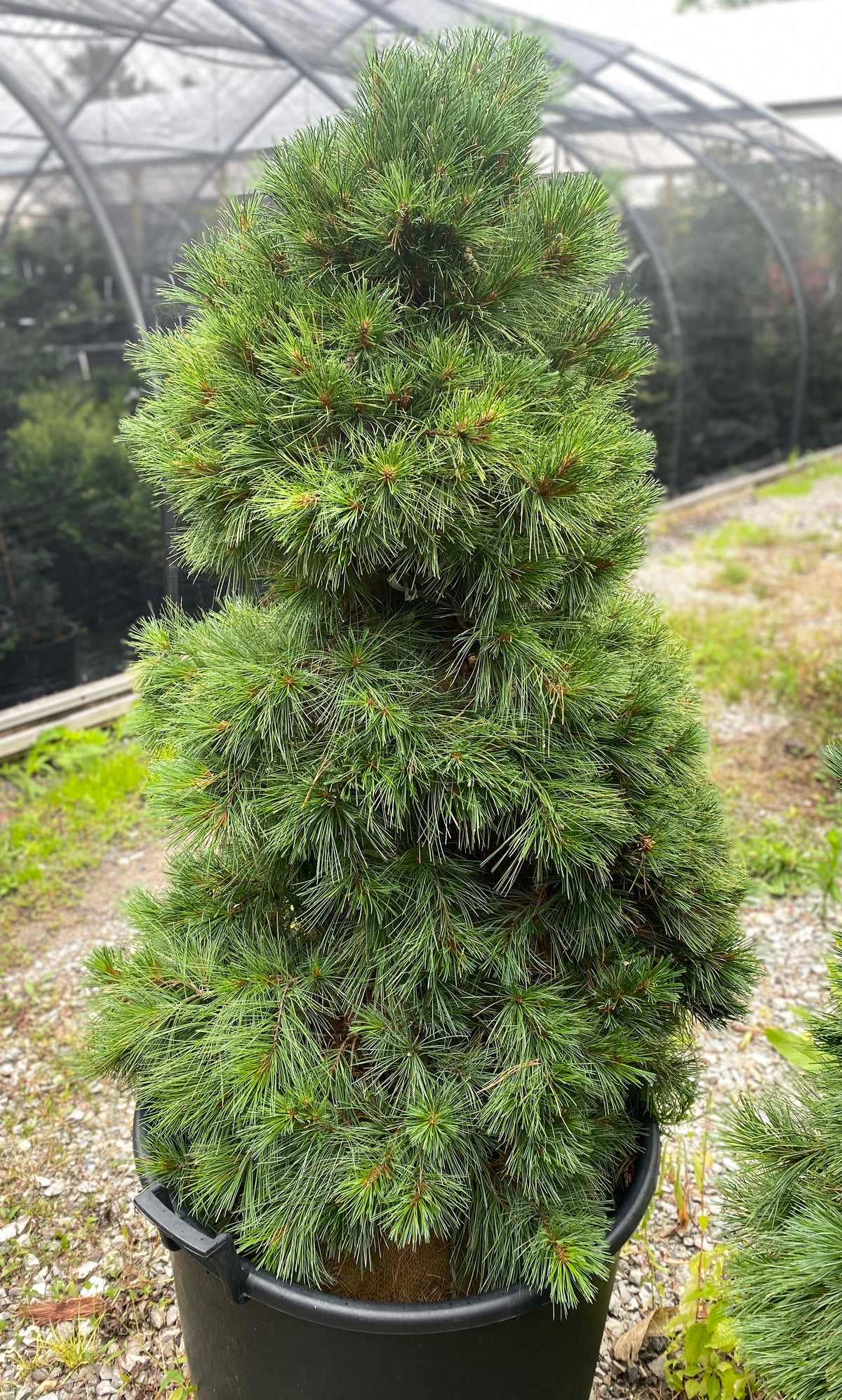 Pinus strobus 'Niagara Falls'