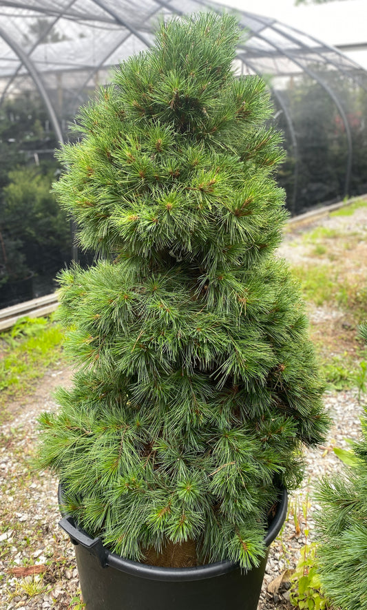 Pinus strobus 'Niagara Falls'