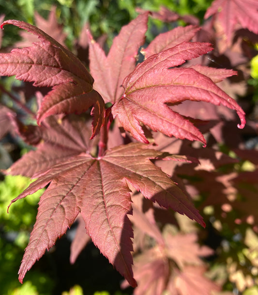 Acer circinatum 'Burgundy Jewel'
