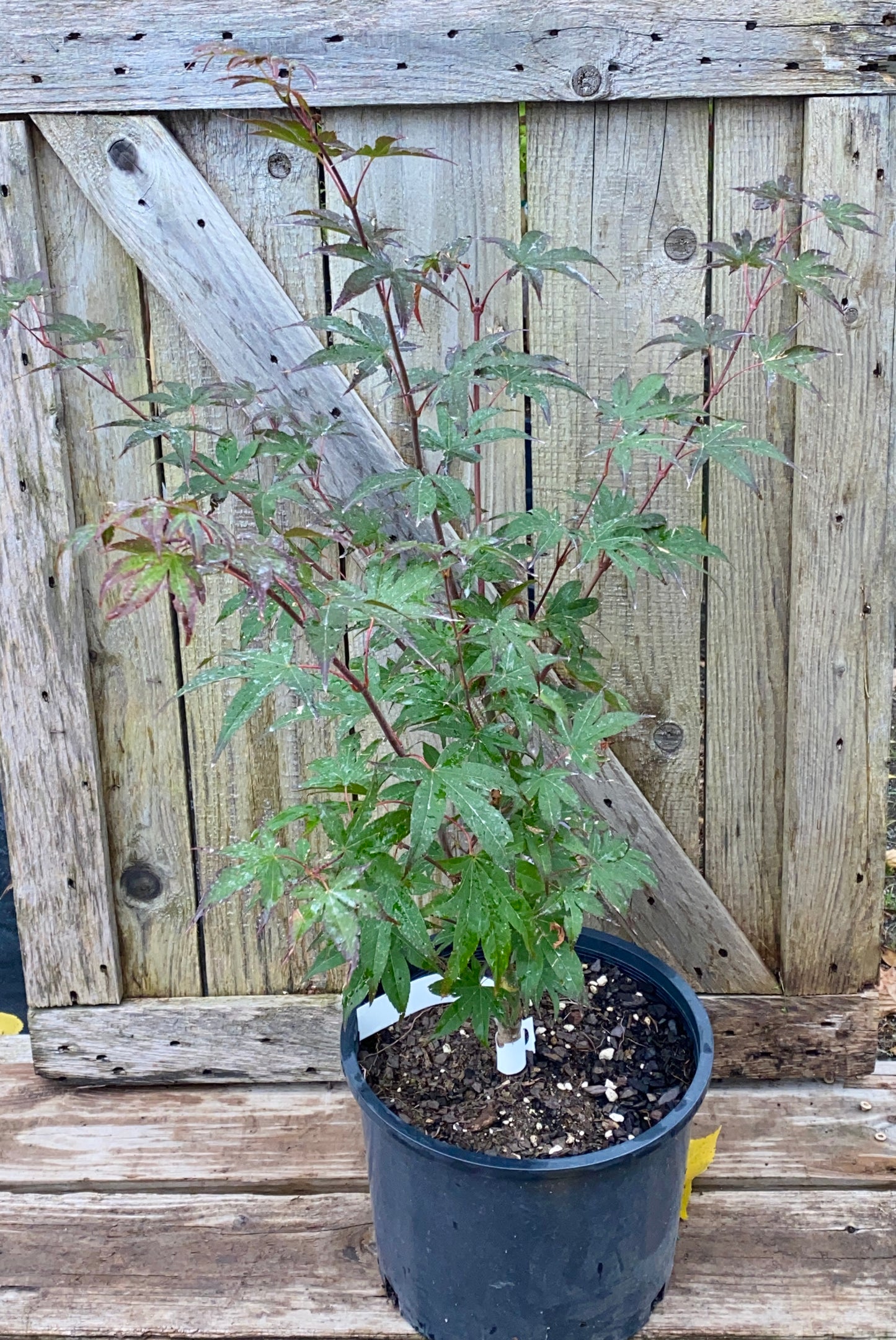 Acer palmatum 'Emerald Sunset'