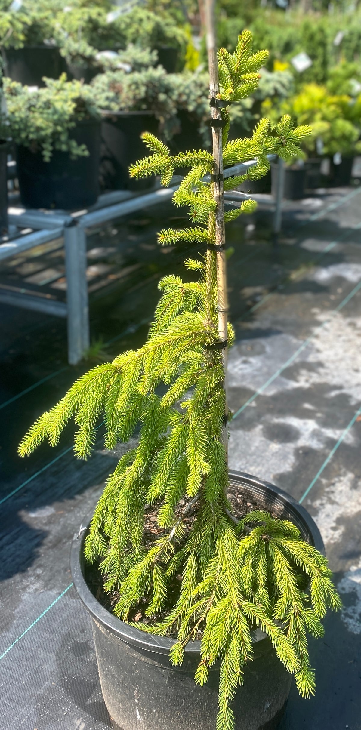 Picea abies 'Pendula'