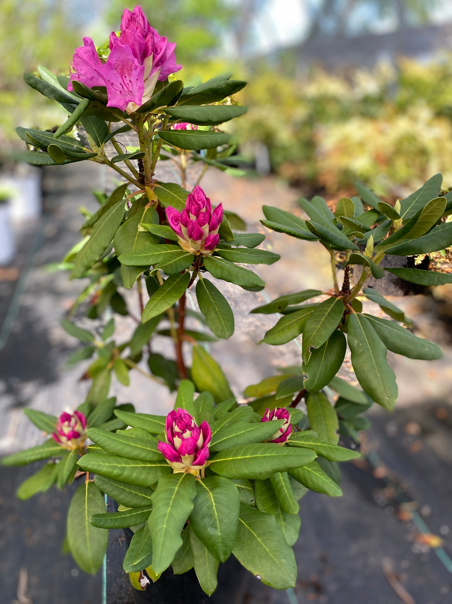 Rhododendron catawbiense 'Roseum Elegans'