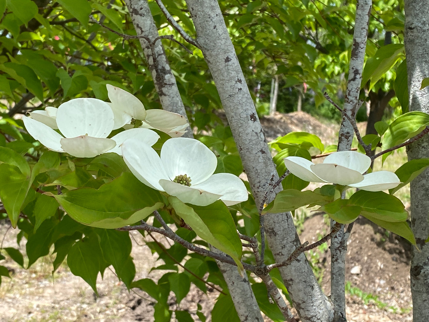Cornus kousa x nuttali 'Venus'