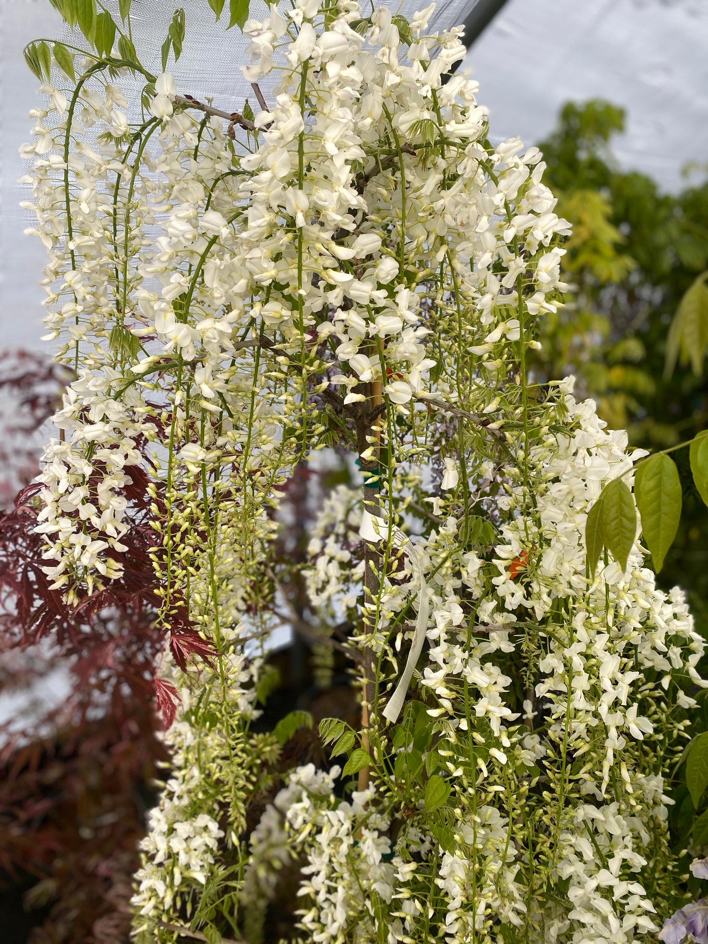 Wisteria floribunda 'Longissima Alba'
