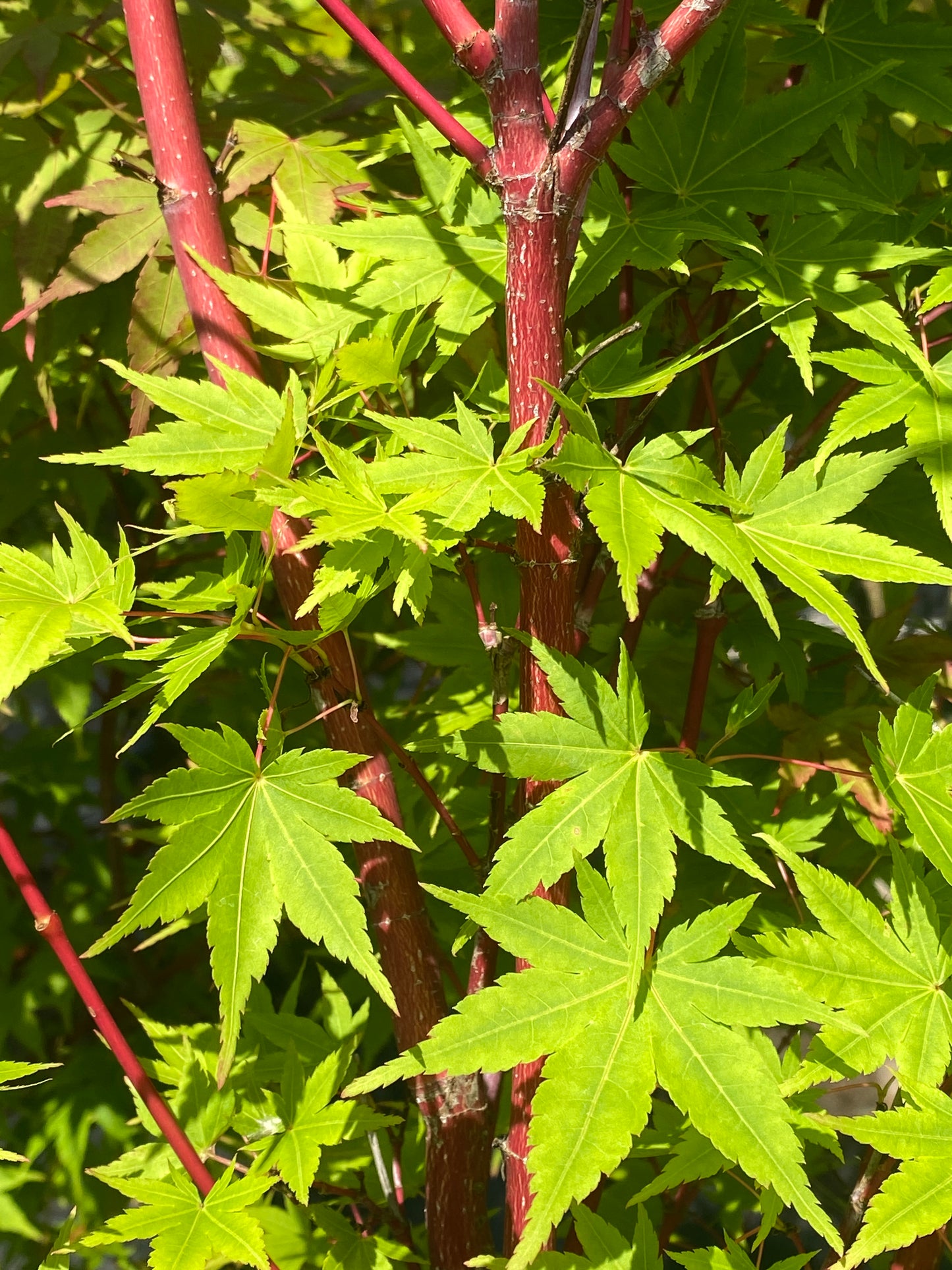Acer palmatum 'Sango kaku'