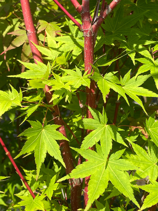 Acer palmatum 'Sango kaku'