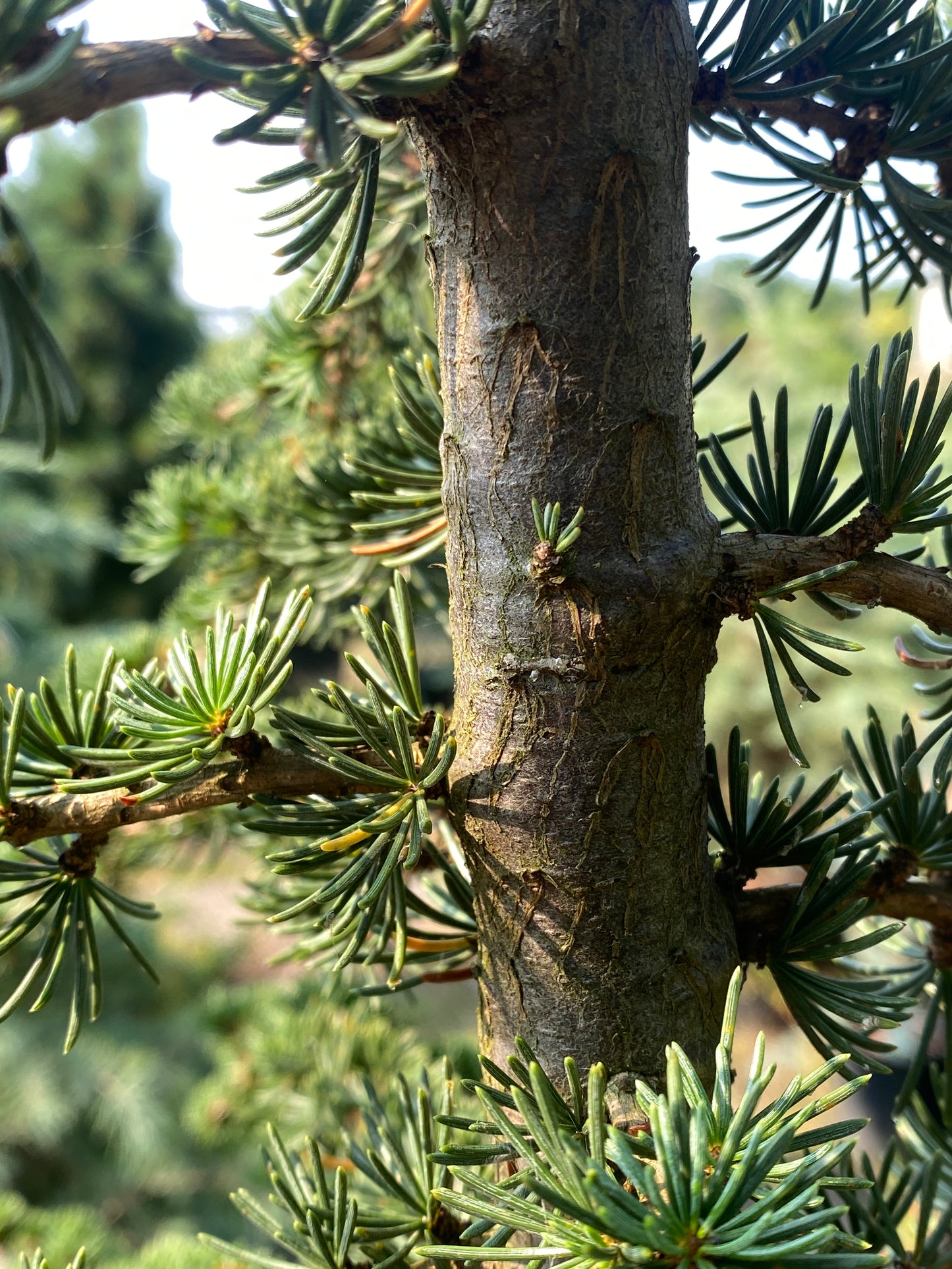 Cedrus brevifolia 'Treveron'