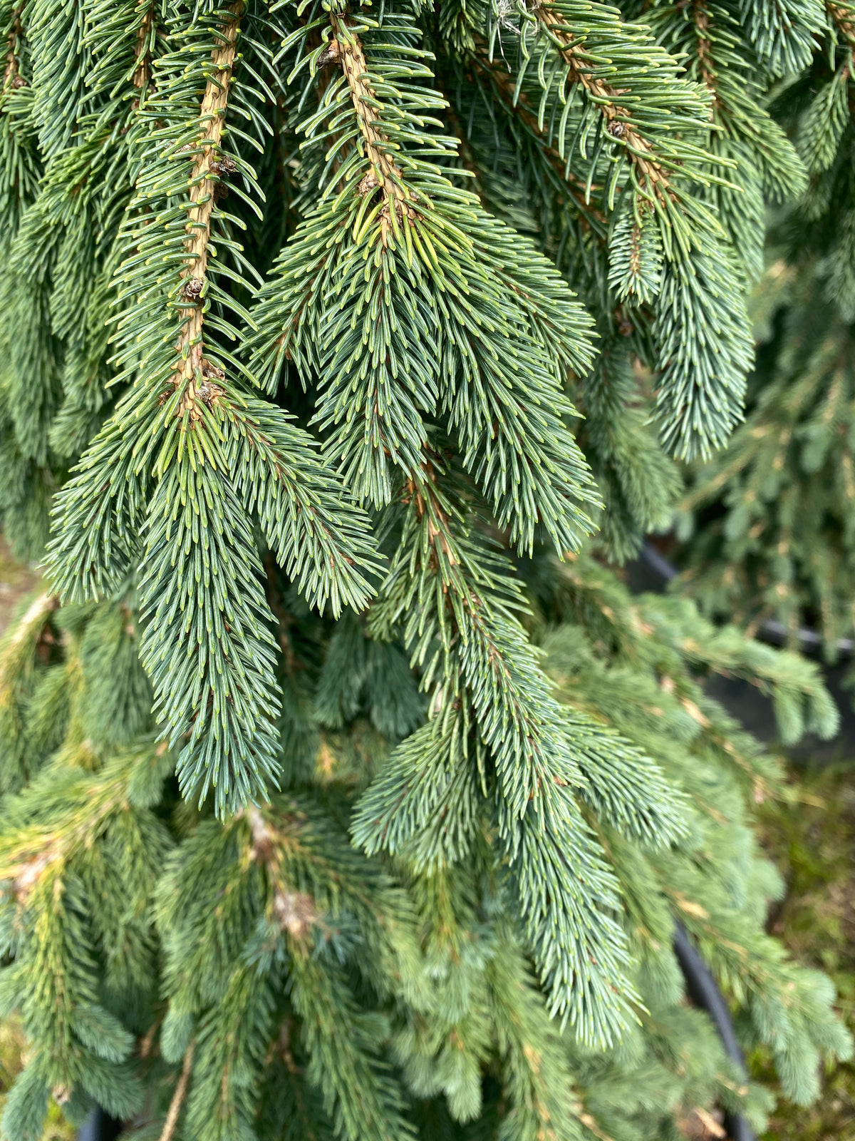 Picea glauca 'Pendula'