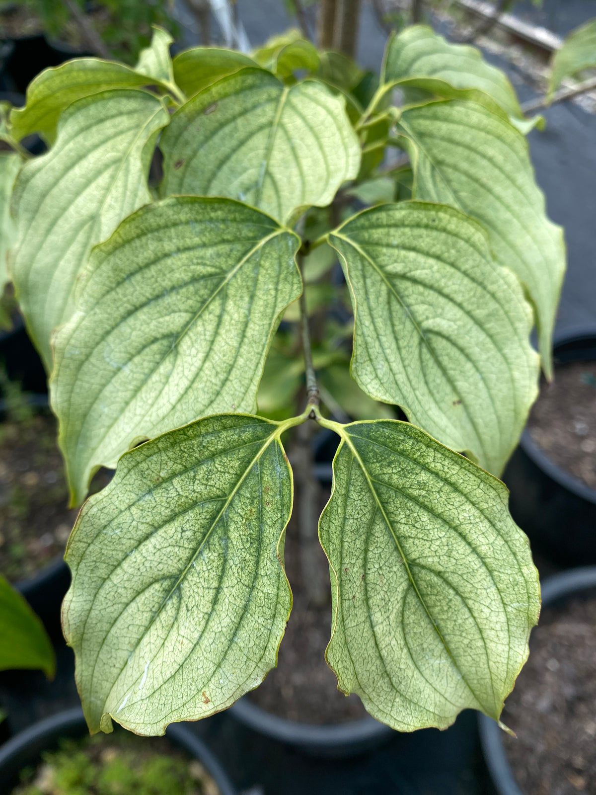 Cornus kousa chinensis 'Aiden's Mint Frosted'