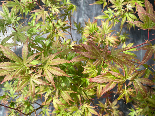 Acer palmatum 'Orion'