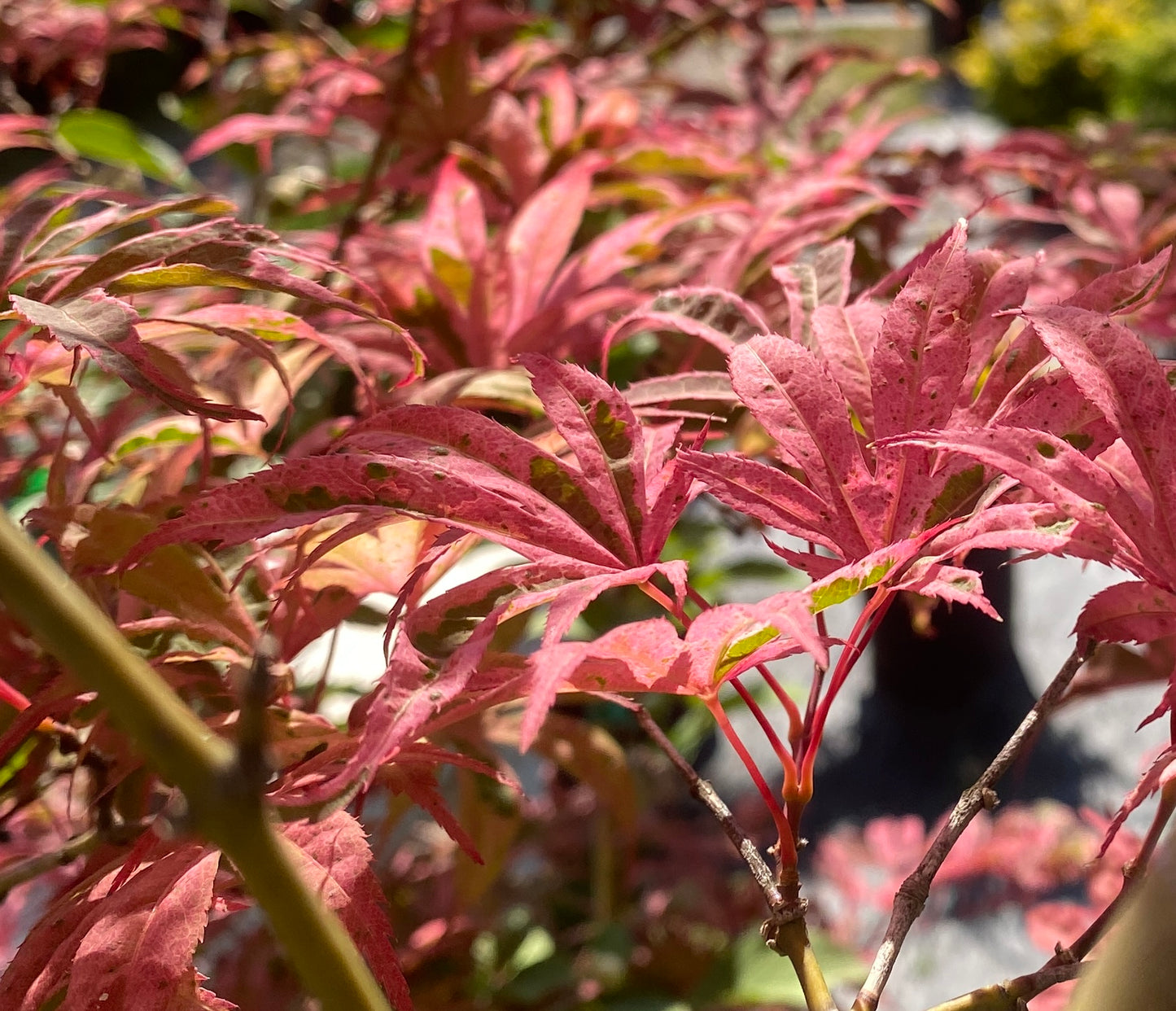 Acer palmatum 'Geisha Gone Wild'
