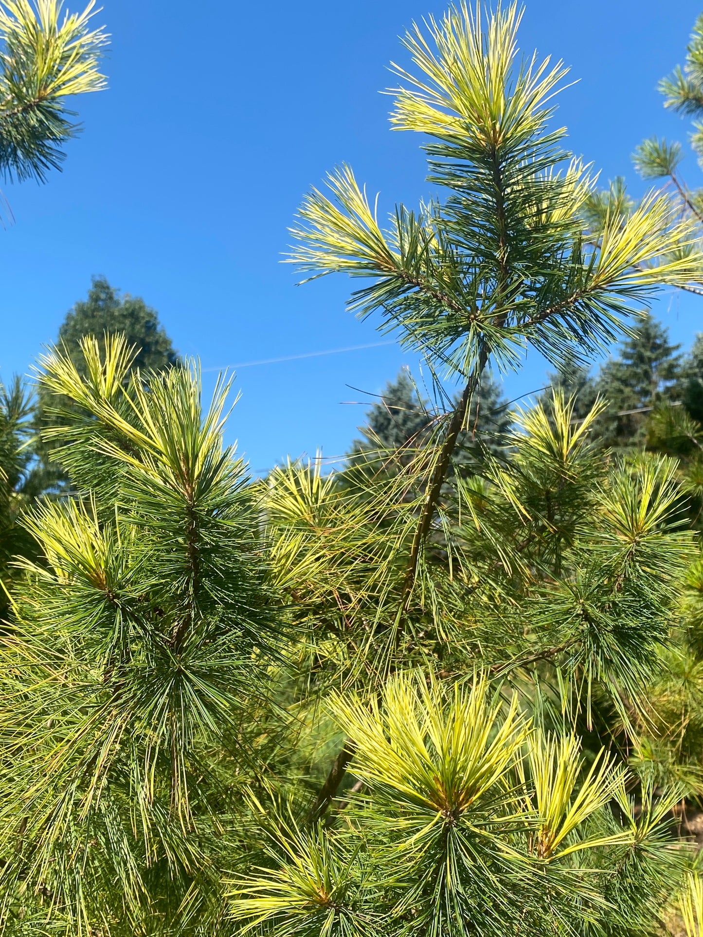 Pinus strobus 'Golden Candles'