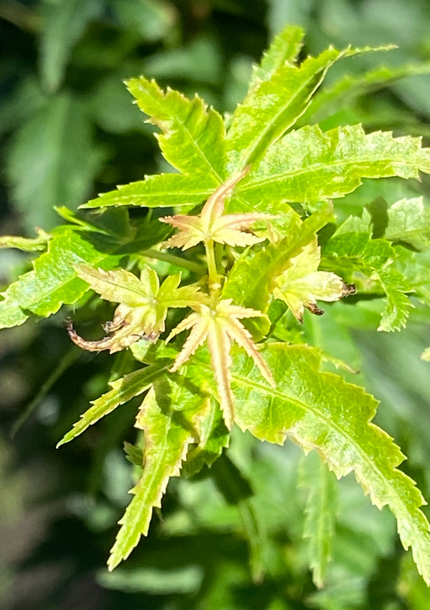 Acer palmatum Cove Pine Dwarf Herzog
