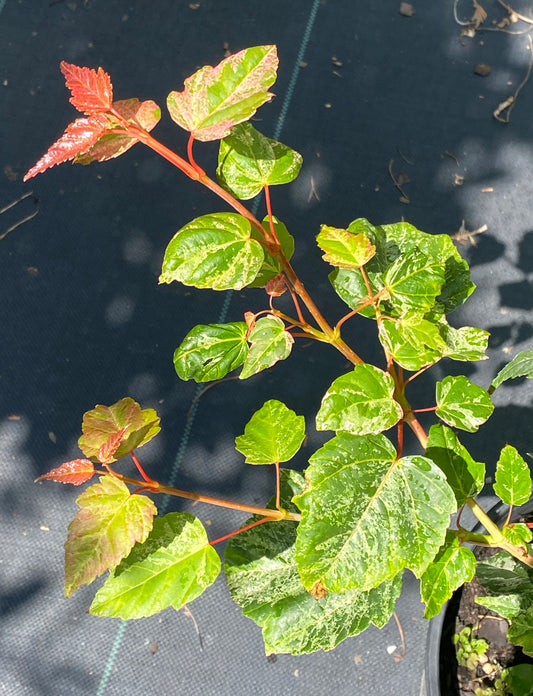 Acer conspicuum 'Esk Flamingo'