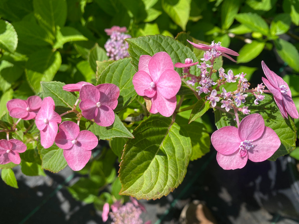 Hydrangea serrata 'Tuff Stuff Red'