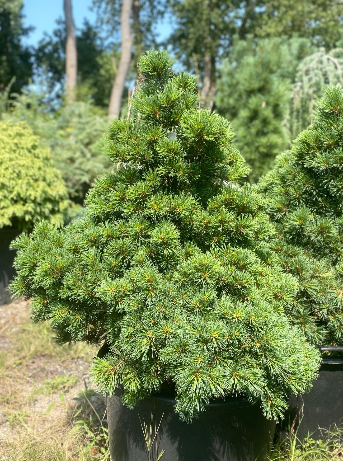 Pinus strobus 'Minuta'