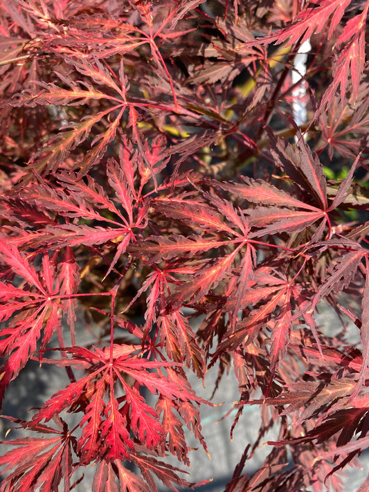 Acer palmatum dissectum 'Tamukeyama'