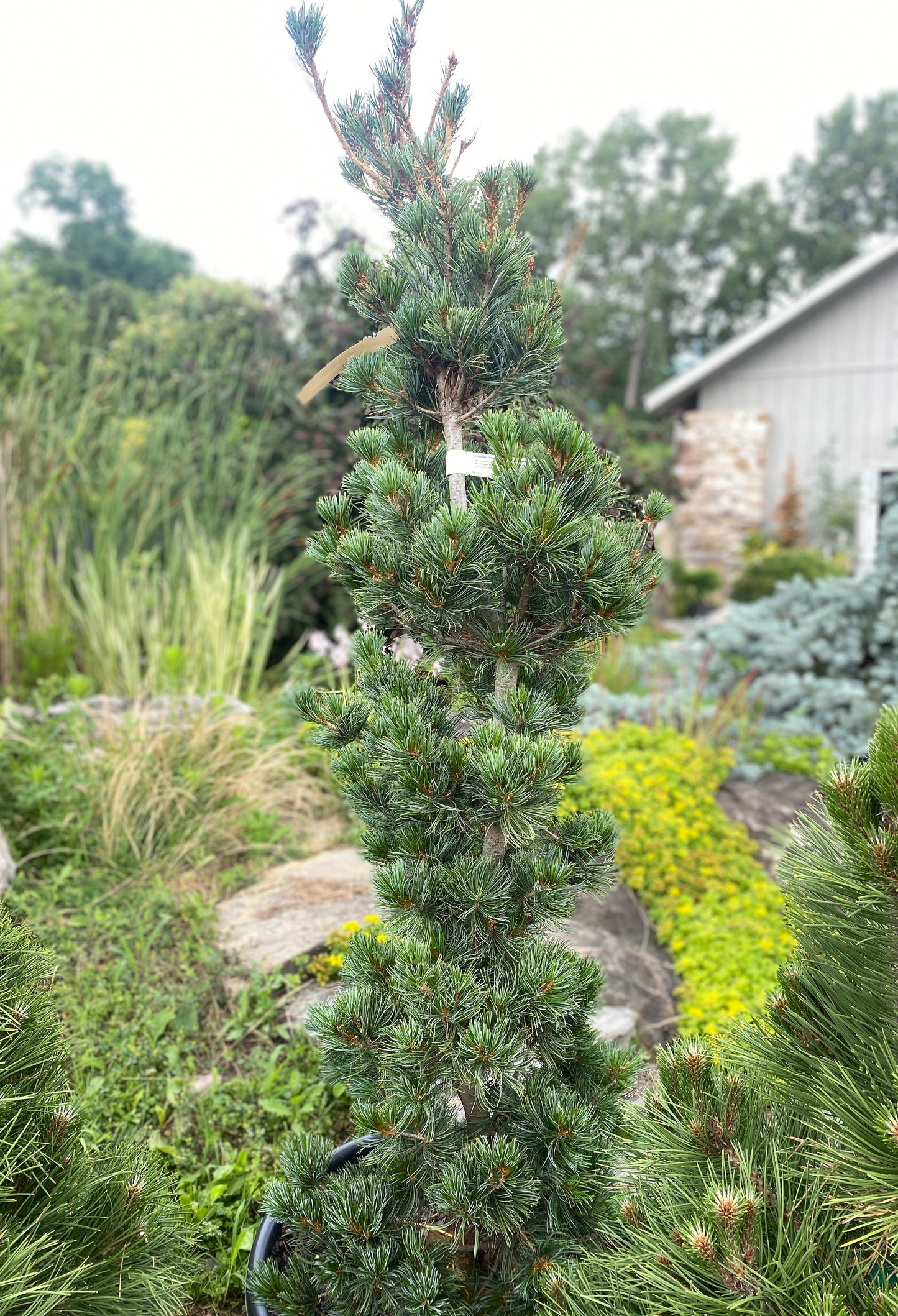 Pinus parviflora 'Templehof'