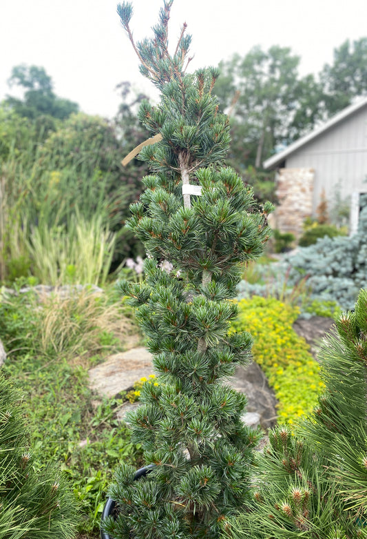 Pinus parviflora 'Templehof'