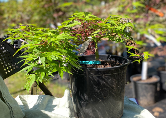 Acer palmatum 'Golden Falls'
