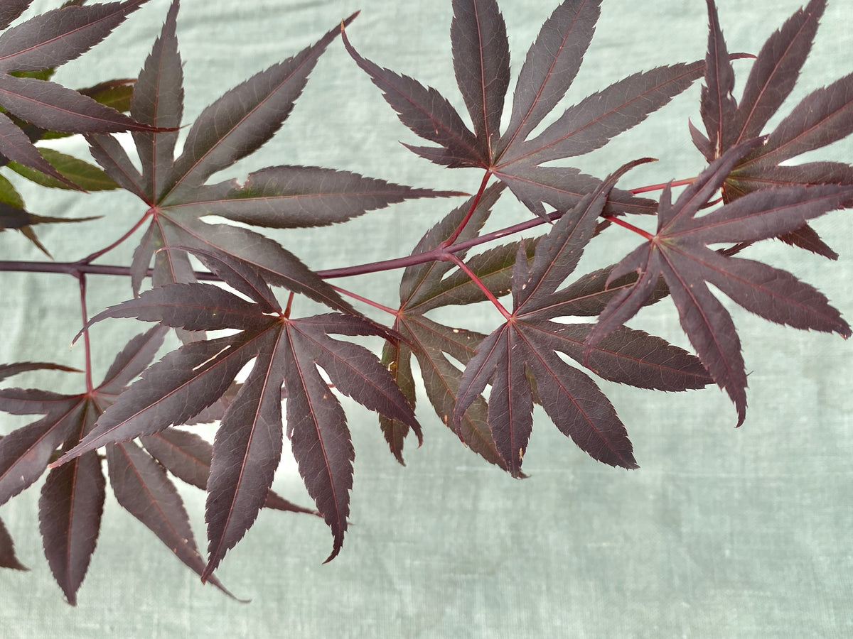 Acer palmatum 'Moonfire'