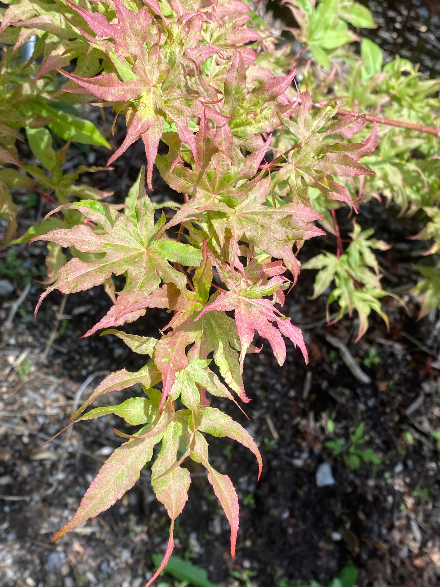 Acer palmatum 'Ukigumo'