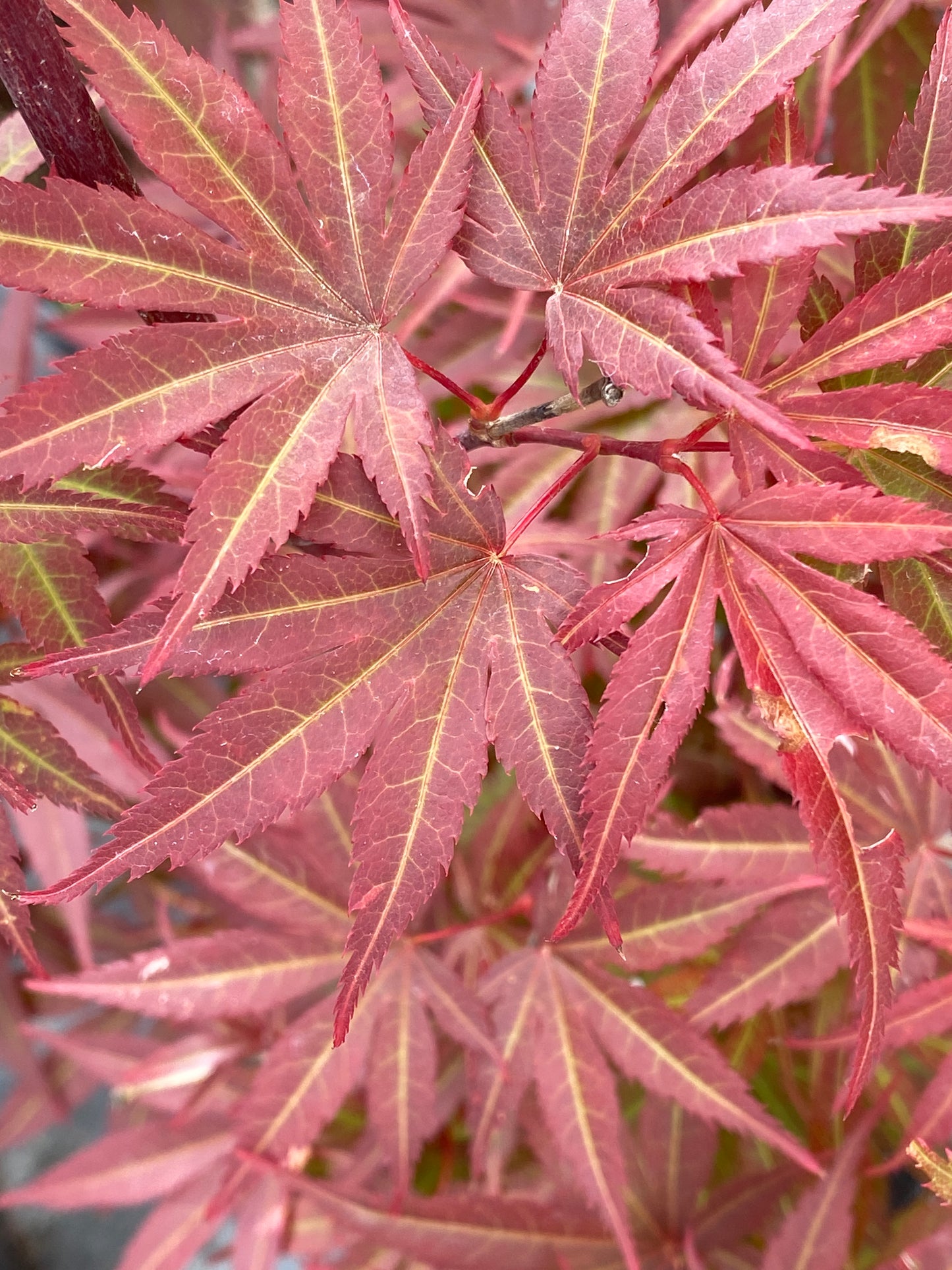 Acer palmatum 'Pixie'