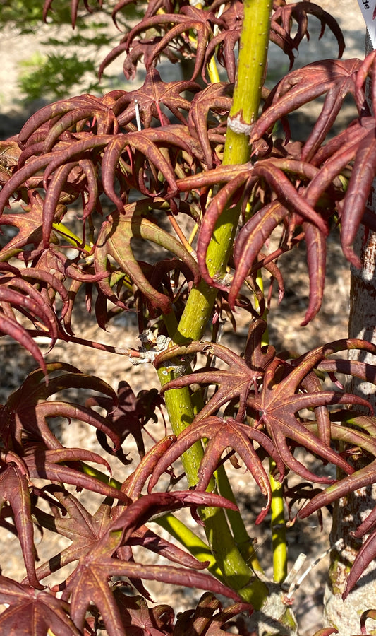 Acer palmatum 'Peve Starfish'