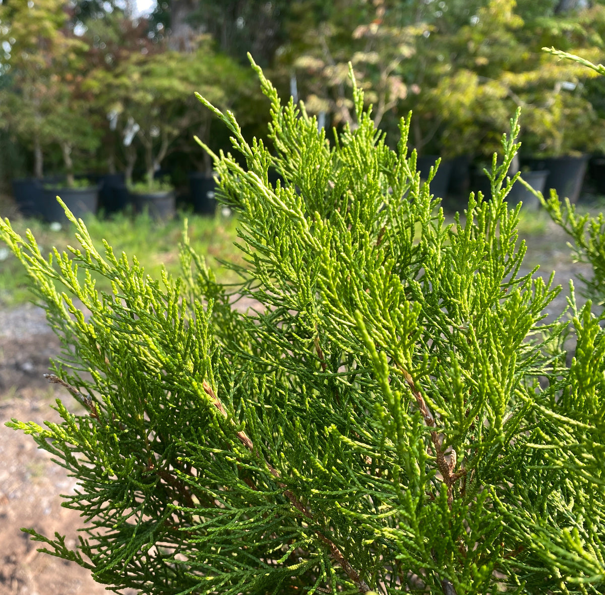 Juniperus chinensis 'Sea Green'