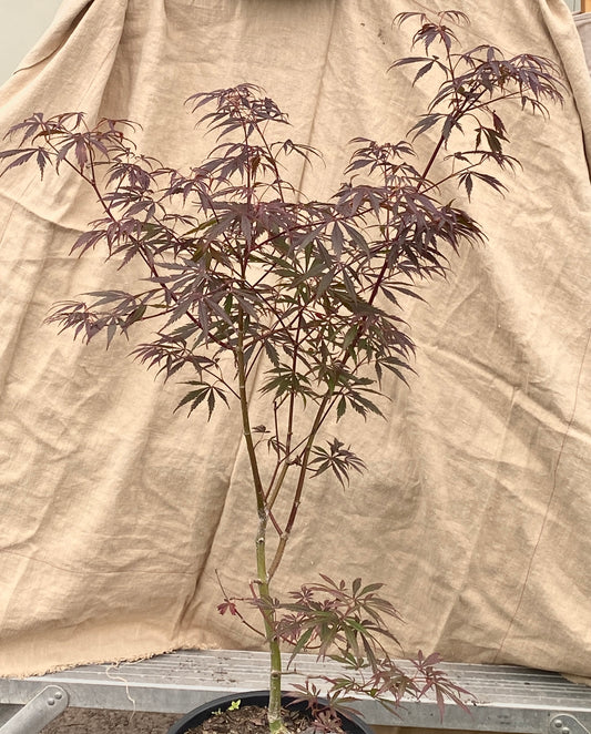 Acer shirasawanum 'Purple Thunder'