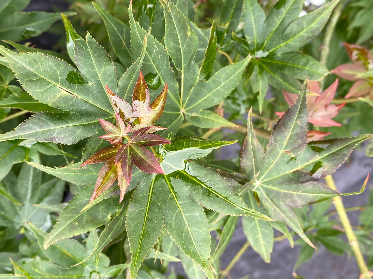 Acer palmatum 'Beni hoshi'