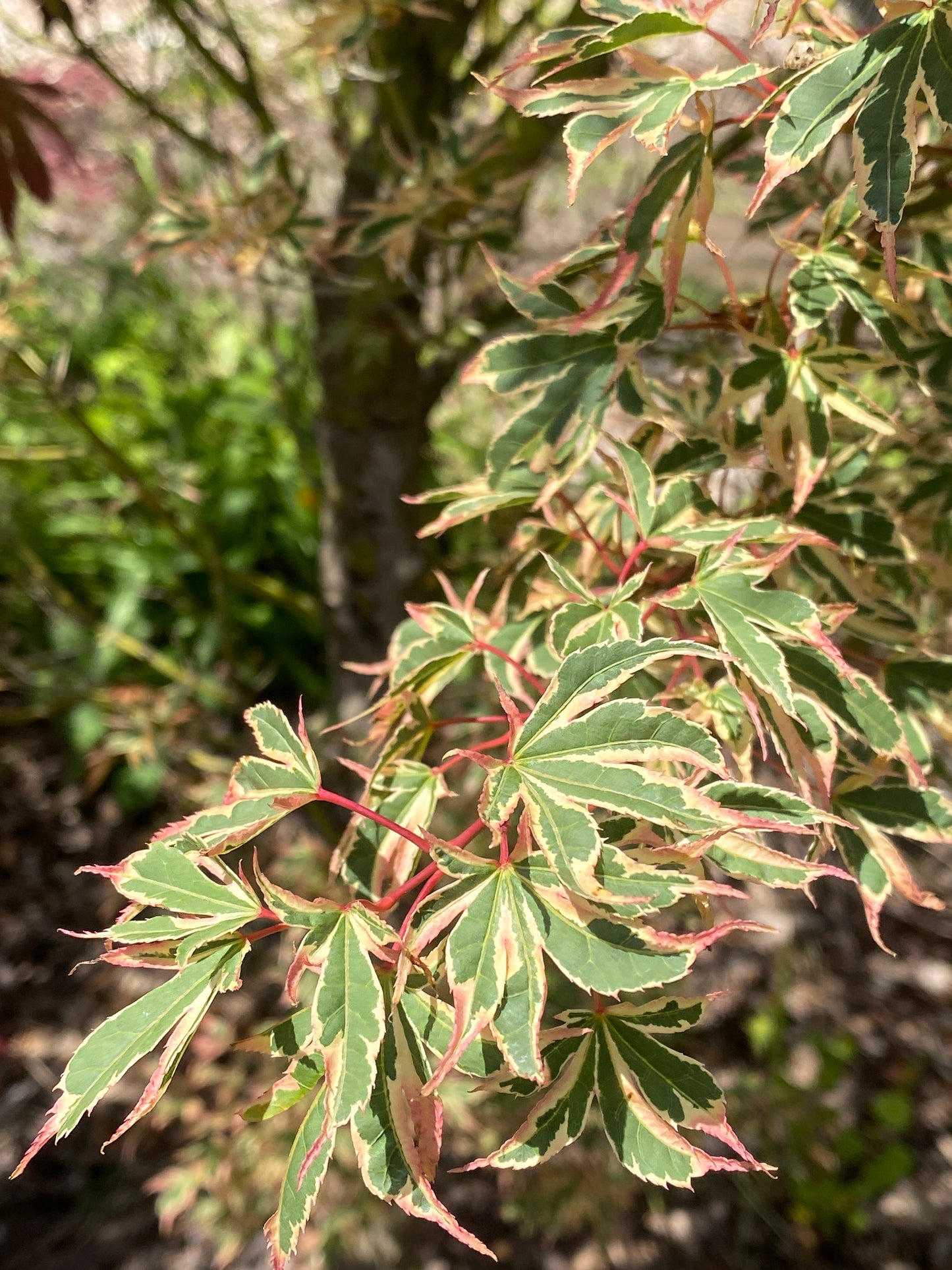 Acer palmatum 'Beni schichihenge'
