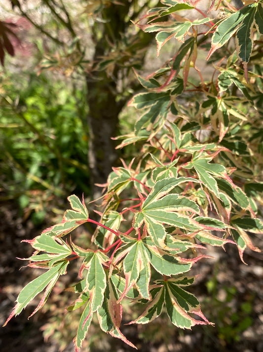 Acer palmatum 'Beni schichihenge'