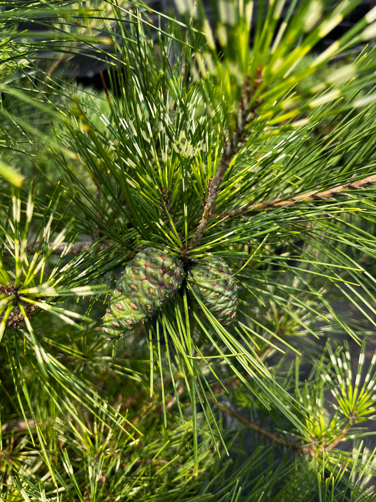 Pinus densiflora 'Burke's Red Variegated'
