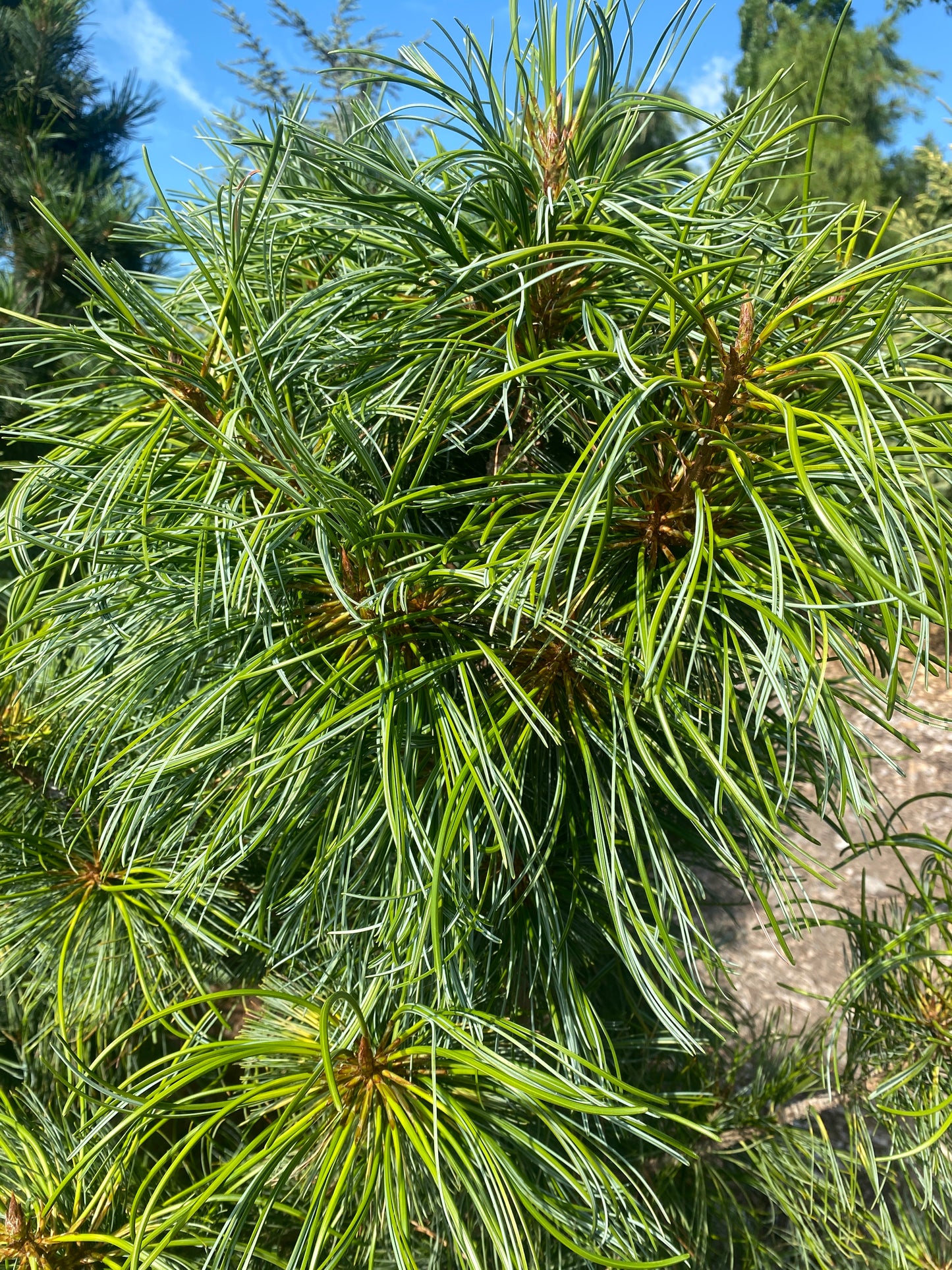 Pinus koraiensis 'Oculus Draconis'