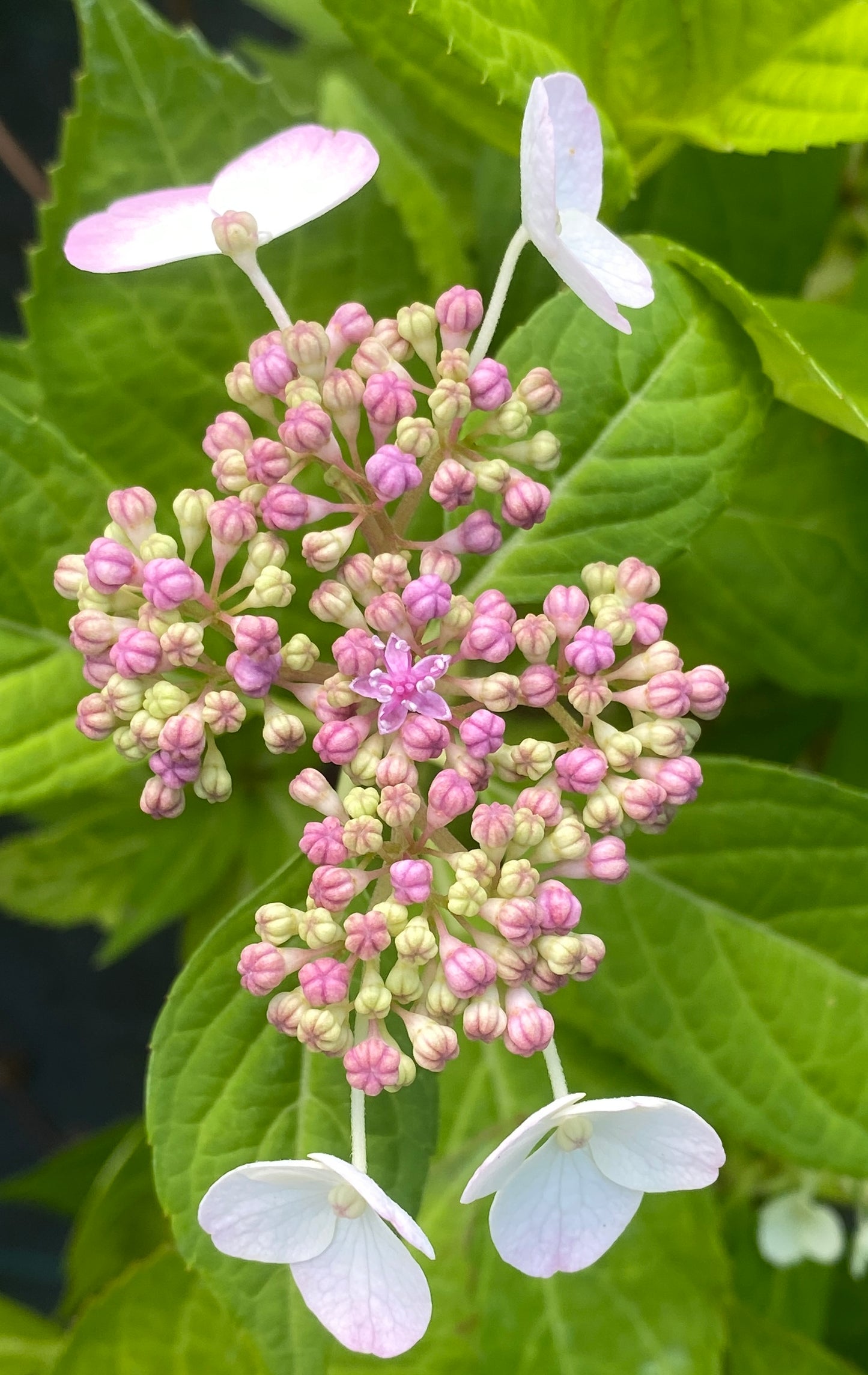 Hydrangea serrata 'Blue Bird'