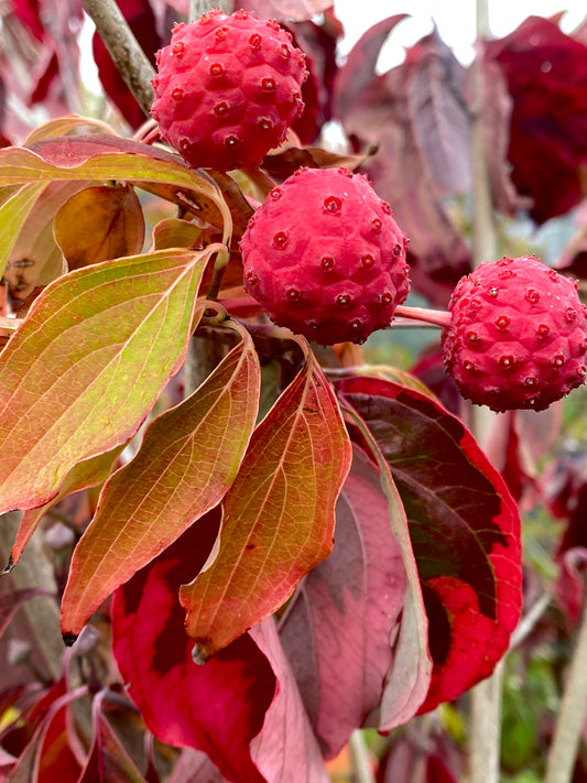 Cornus florida 'Flaming Moon'
