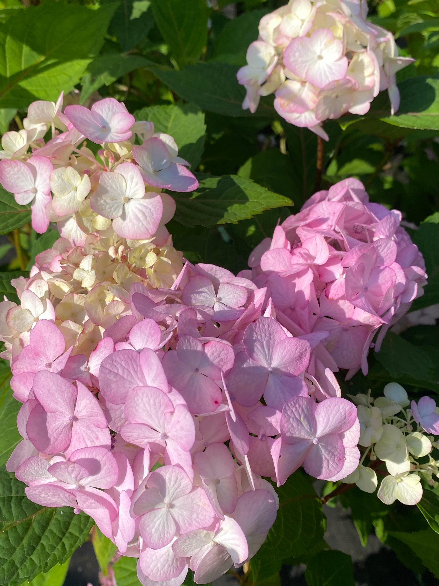 Hydrangea serrata 'Preziosa'
