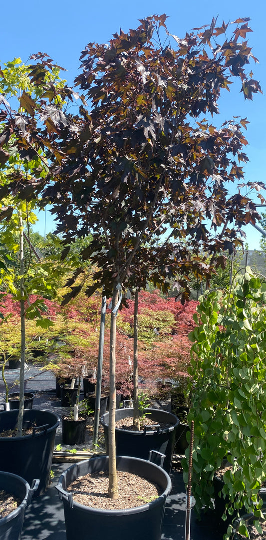 Acer truncatum x platanoides 'JFS-KW202'
