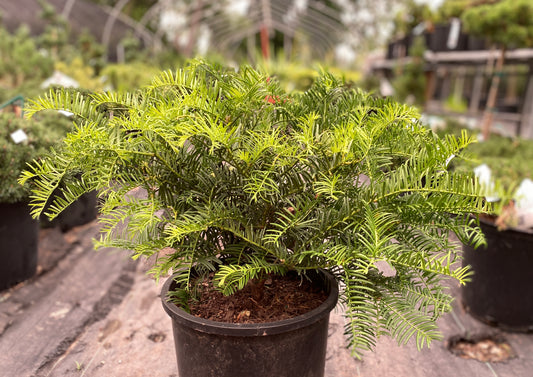 Cephalotaxus harringtonia 'Prostrata'