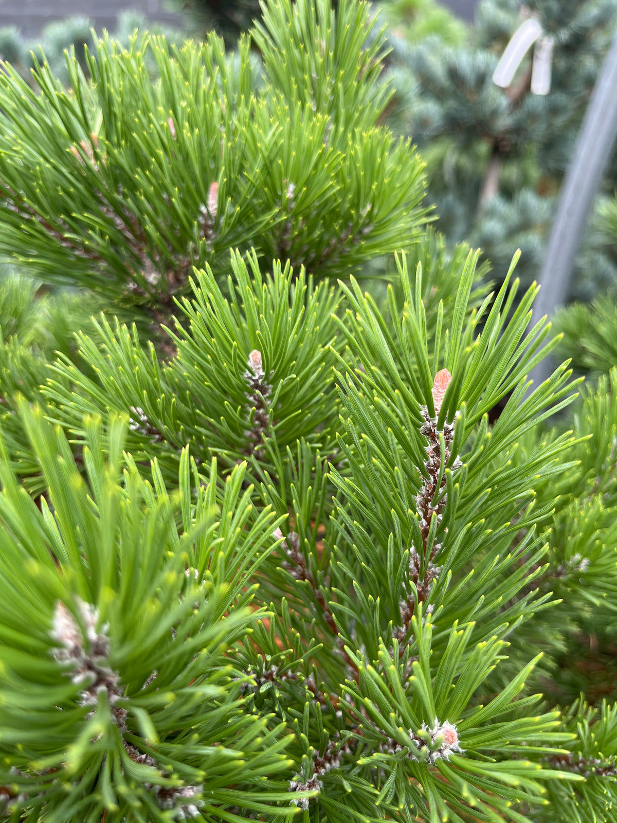 Pinus mugo 'Big Tuna'