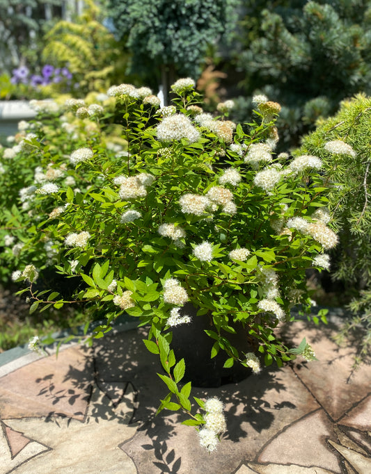 Spiraea japonica 'White Gold'