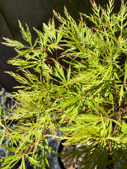Acer palmatum dissectum 'Baldsmith'