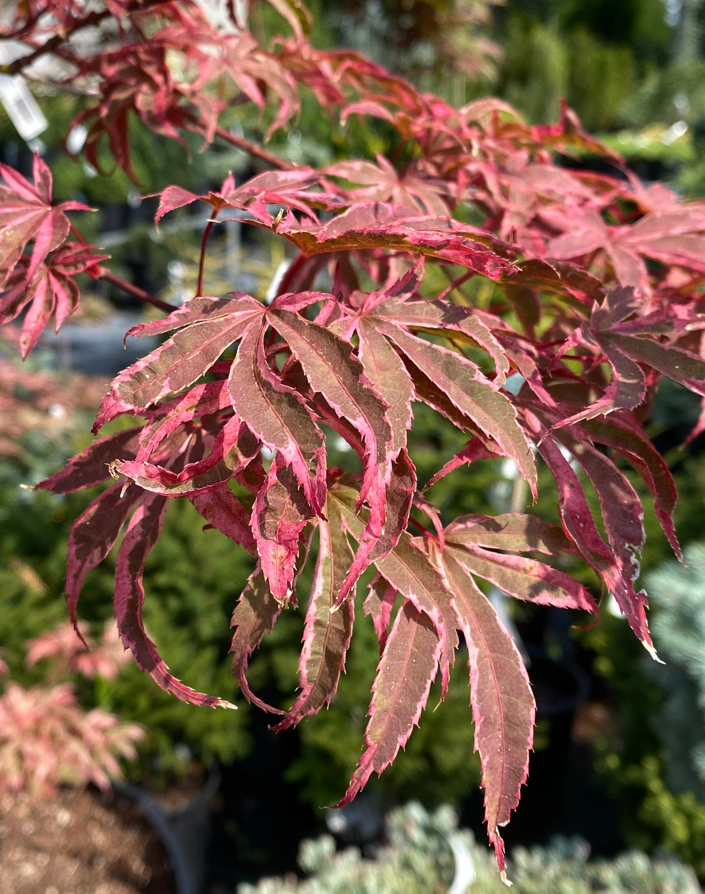 Acer palmatum 'Geisha Gone Wild'