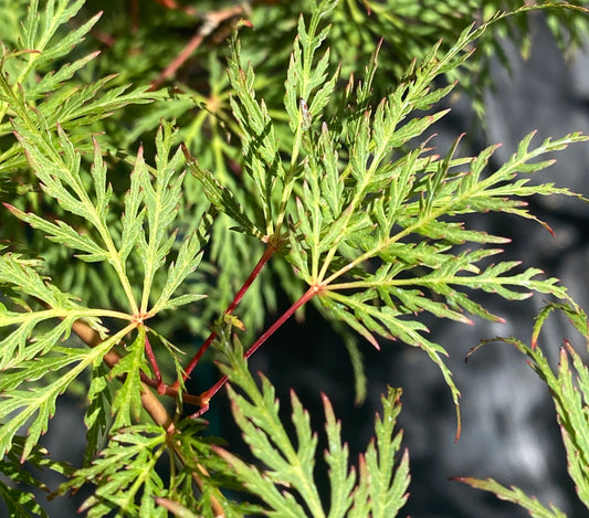 Acer palmatum dissectum 'Emerald Lace'
