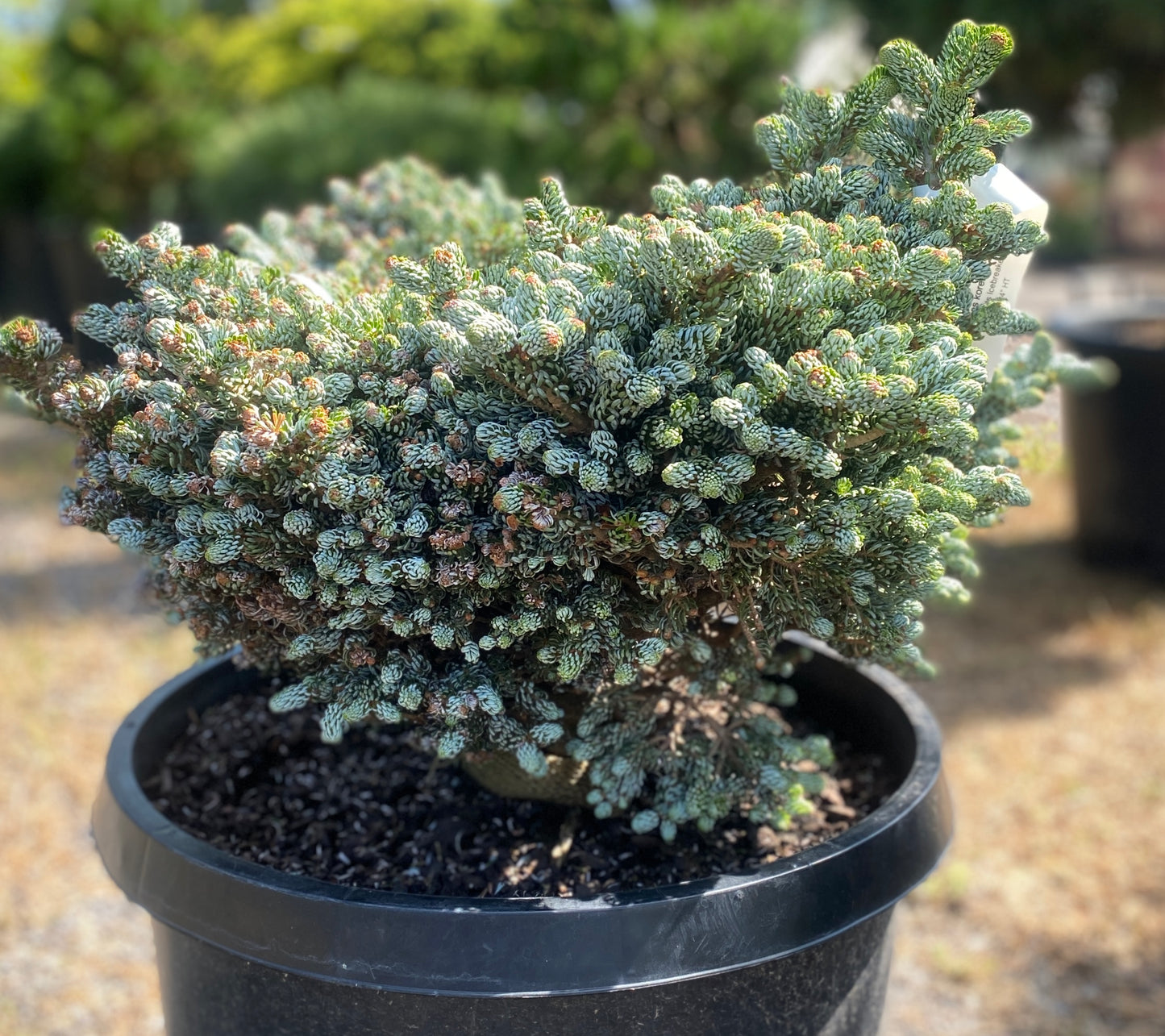 Abies koreana 'Ice Breaker'